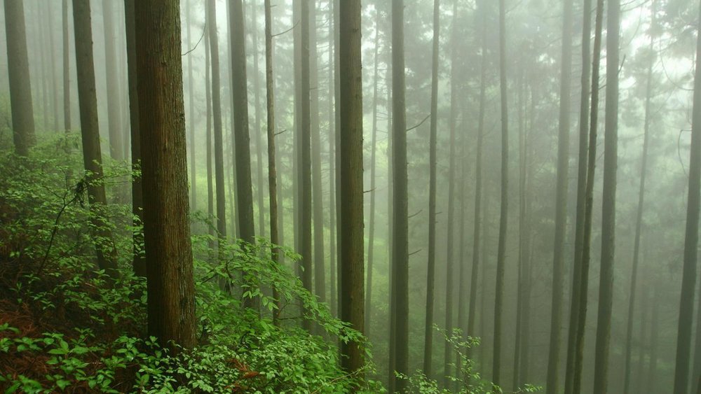 cedar-trees-grow_f68464cf41f0b6ed.jpg